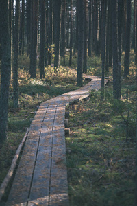 古木板木板步道沼泽区近水，秋色自然，复古外观