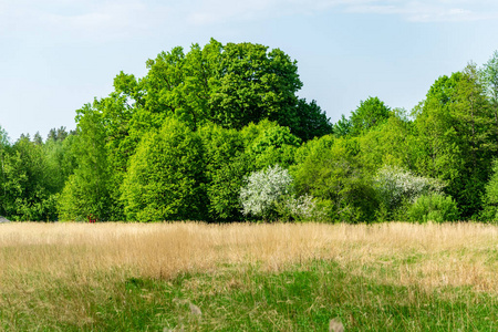 平原简单的乡村春天景观与新鲜的绿色草地和森林。 蓝天