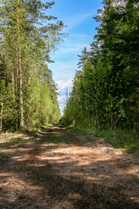 简单的乡村森林道路，视野开阔，周围有树叶和树木