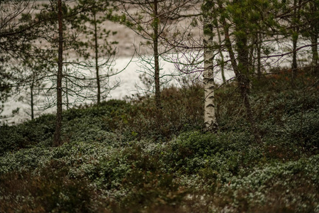 沼泽景观与干燥的远树和第一场雪在绿草上。 沉闷的黄昏闪电。 暗影。