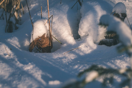 冬季的野生森林，日落前的傍晚有很高的积雪