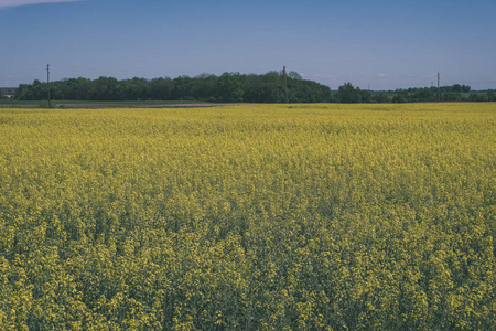 亮黄的油菜花田在农村耕作土地上复古的外观