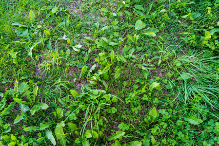 绿色夏季树叶细节抽象背景。 树叶草树枝