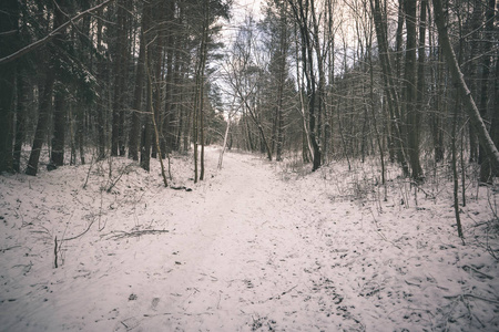 雪覆盖森林的风景