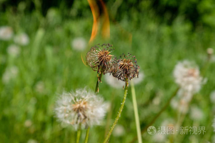 炎炎夏日，蒲公英的绒毛在绿油油的草地上燃烧，阳光充足