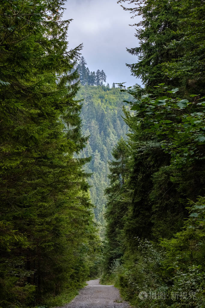 山林中美丽的针叶树