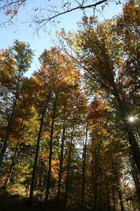 秋天森林里有许多带彩色叶子的树