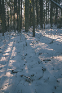 冬天的野生森林，傍晚时分有很高的积雪，日落之前，复古的外观