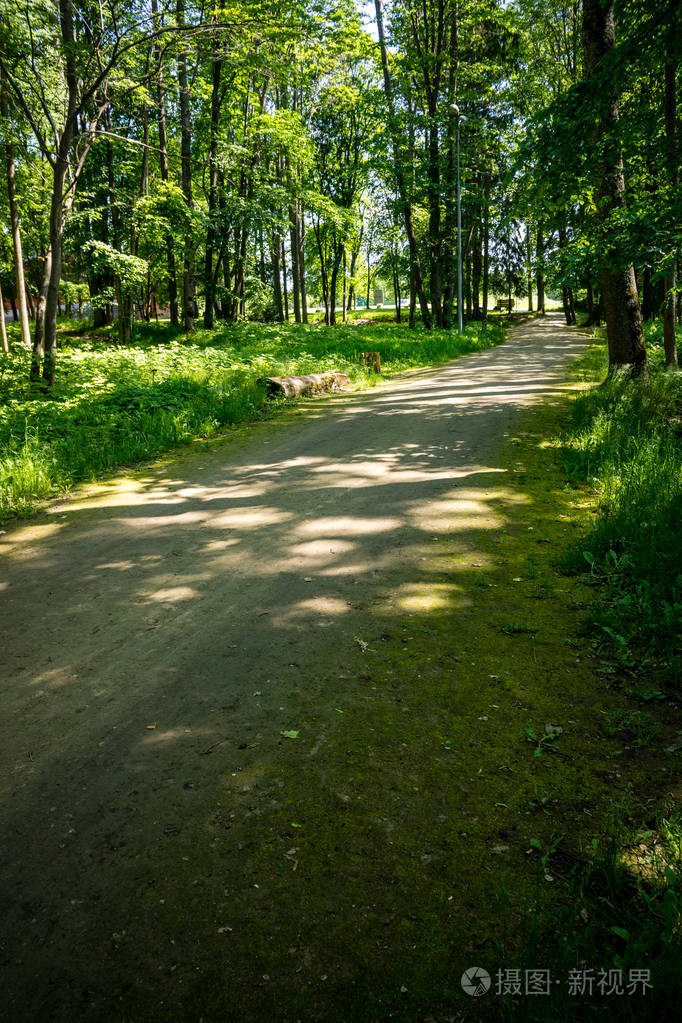 简单的乡村森林道路,视野开阔,周围有树叶和树木