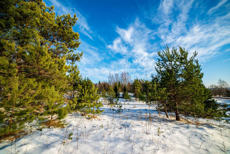 拉脱维亚简单的乡村景观，雪下有田野和树木。 老草伸出手