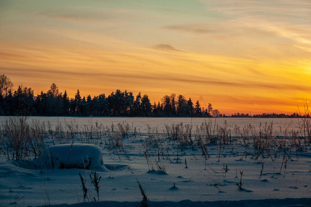 拉脱维亚简单的乡村景观，雪下有田野和树木。 老草伸出手
