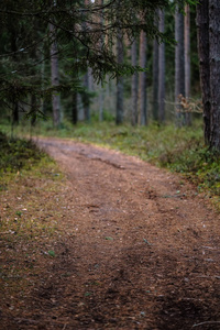 泥土路在干净的松树林，周围有泥土和绿色的树叶。 深色的颜色