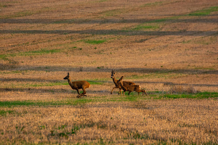 日落时鹿在耕地上奔跑图片