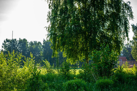 绿色夏季树叶细节抽象背景。 树叶草树枝