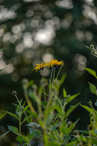 夏季，模糊背景的田园花卉和绿色树叶