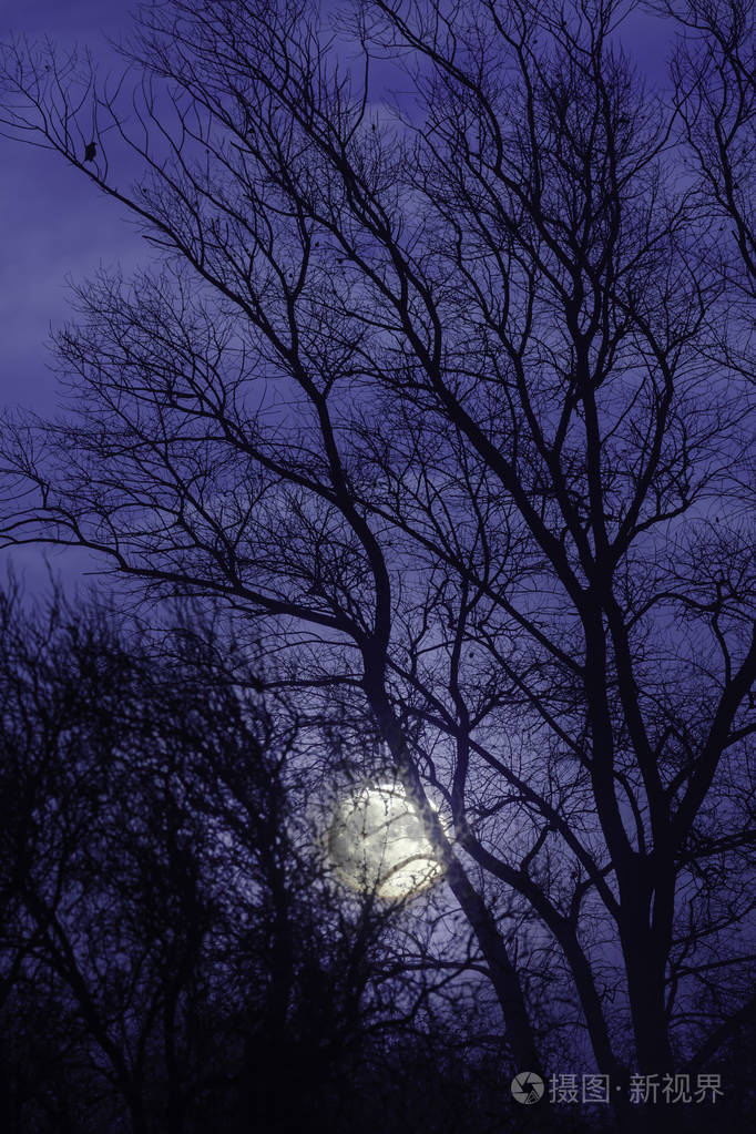 月亮和月光透过光秃秃的冬树带着一片漆黑的夜空