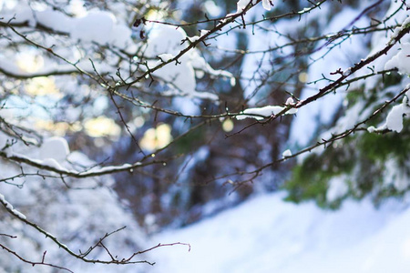 冬天公园里有白雪皑皑的风景图片
