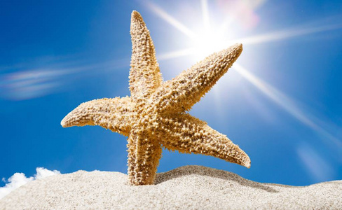 海星和沙滩上的贝壳，旅行概念