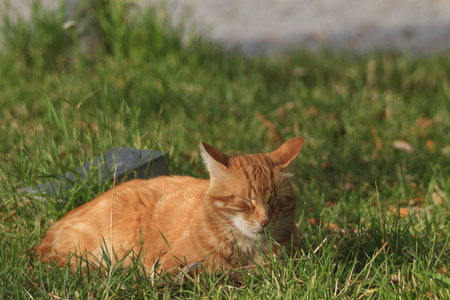 睡在草地上的姜猫的画像