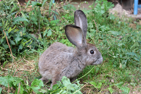 兔子在草地上