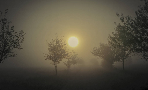 田野晨雾的风景