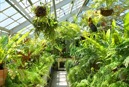 充满绿色蕨类植物的温室。植物园