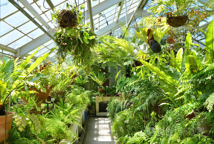 充满绿色蕨类植物的温室 植物园照片 正版商用图片a 摄图新视界 充满绿色蕨类植物的温室 植物园照片 正版商用图片a 摄图新视界