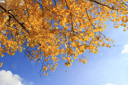 秋天的树枝在蓝天上