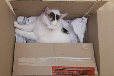 白猫纸板箱选择性聚焦