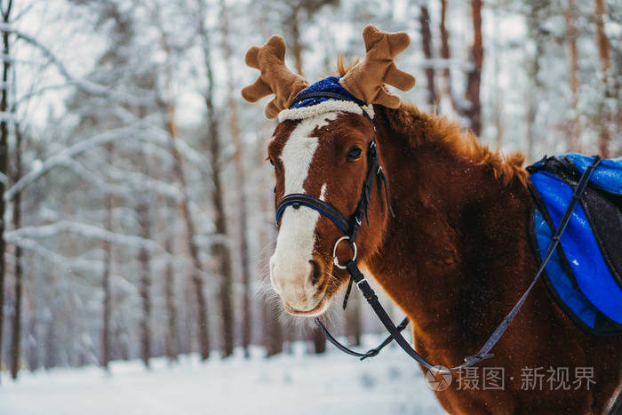 戴着驼鹿角帽子的马
