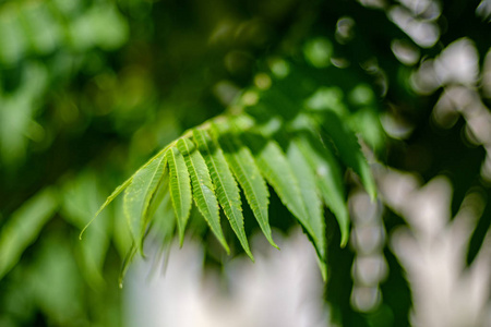 深绿色叶，夏季光线，背景或纹理，中性纹理