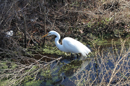 佛罗里达湿地白鹭近景图片