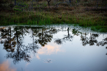 傍晚时分，在平静的水和绿色的树叶中，阳光洒在沼泽的湖泊上