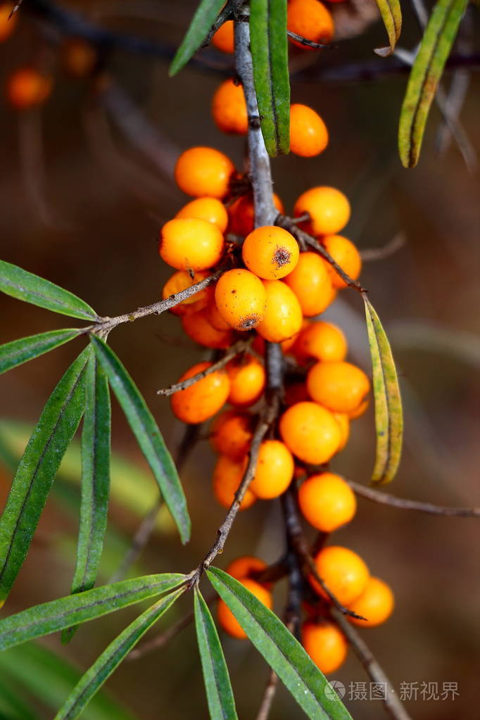 一枝绿叶上的沙棘