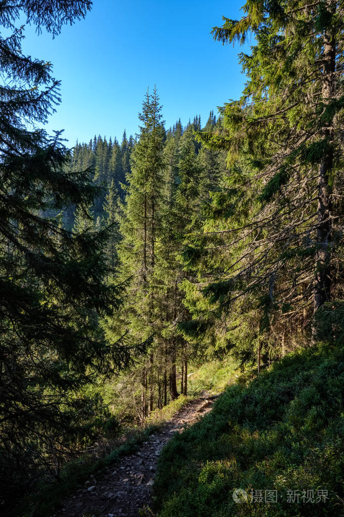 山林中美丽的针叶树