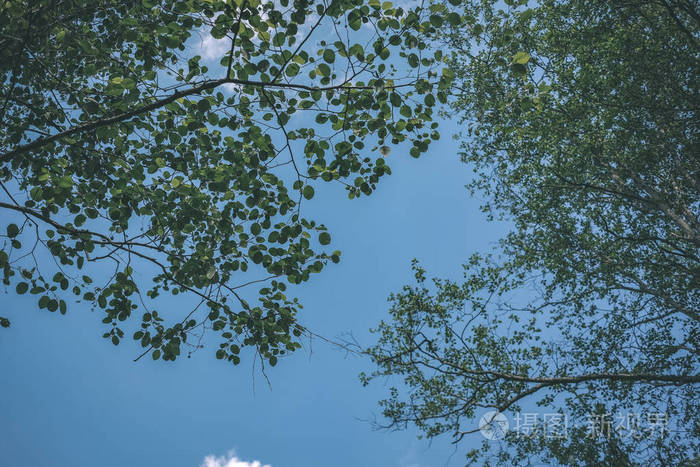 从下面看蓝天的大树. 绿叶和树叶