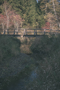 木质复合材料脚桥在绿色夏季森林环境中的水上，带湖复古的外观