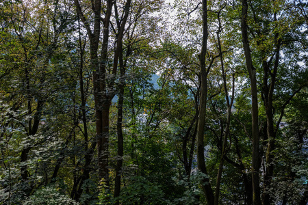 夏季有树干和绿叶的森林细节