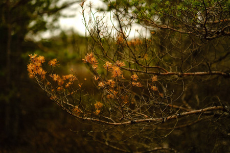 沼泽地区松树树干和带绿针的树枝。 明亮的颜色和模糊的背景