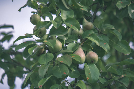 苹果树枝在绿色的夏日伴随着雨。 满是绿苹果，复古的外观