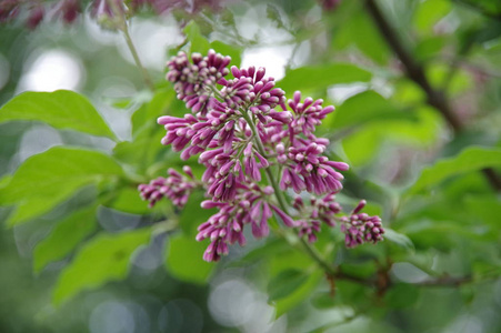 美丽的紫丁香花蕾