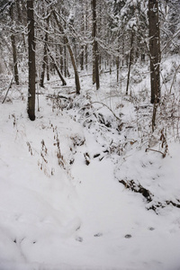 深秋在森林里下雪后。 这些树上覆盖着厚厚的雪帽。