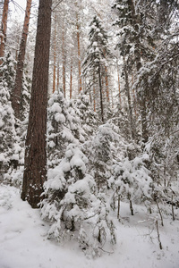 深秋在森林里下雪后。 这些树上覆盖着厚厚的雪帽。