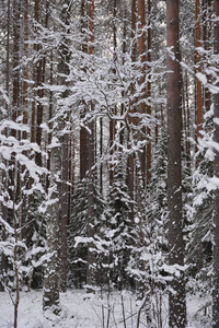 深秋在森林里下雪后。 这些树上覆盖着厚厚的雪帽。