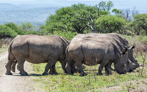 牛群草原南部非洲热带草原自然栖息地的白犀牛群照片