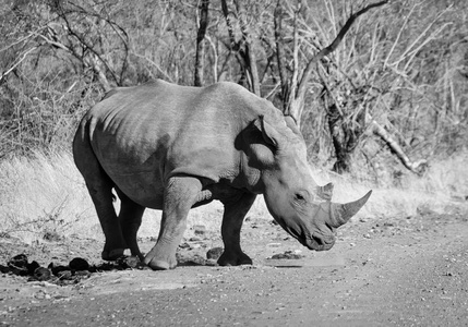 南非热带草原天然生境中白色犀牛的黑白照片