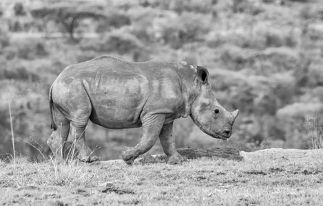 南非热带草原天然生境中白色犀牛犊的黑白照片