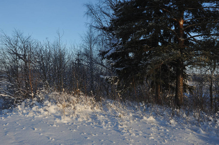 冬天开始了。 在一个寒冷的日子里，覆盖着雪帽树。