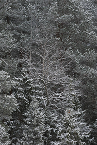 雪下后森林中的深秋