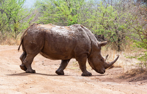 南非热带草原自然生境中的白犀牛
